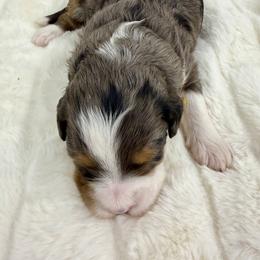 Klaus - Merle female Bernedoodle puppy in Hegins, Pennsylvania from Bubbling Springs Doodles, LLC
