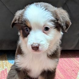 Warner - Red tri female Miniature Australian Shepherd puppy in Frankfort, Indiana from Haleys Farm
