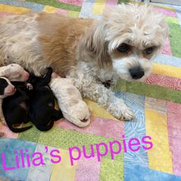 Cavapoochon puppies from Liberty Pups