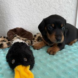 Pidge - Black and tan female Dachshund puppy in Palm Bay, Florida from Anastasia’s Royal Weenies