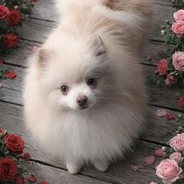 Pixie - Pomeranian