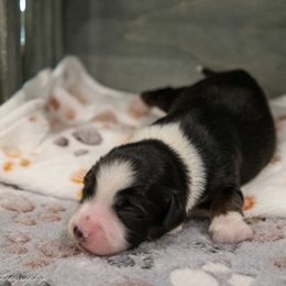 Miniature American Shepherd Puppies from Kubes Mini Aussies