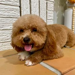 Reigny - Goldendoodle