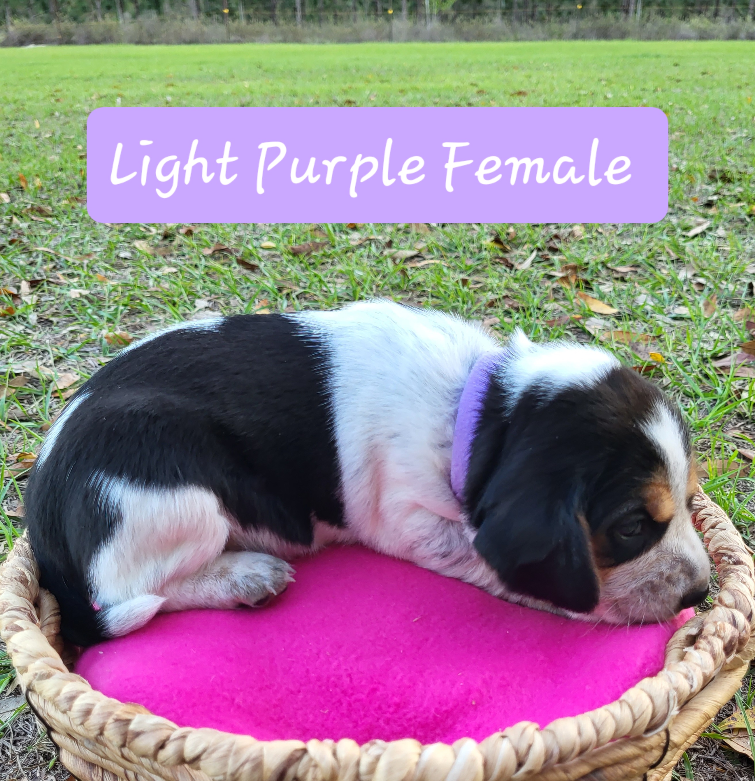 Beagle Puppies from Pridgeon Beagles