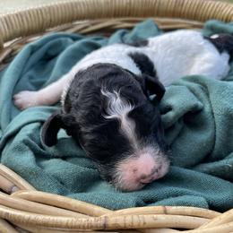 John Darling - Parti male Goldendoodle puppy in Pittsburg, Texas from Peachy Pine Goldendoodles