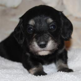 Harlem - Black and cream female Dachshund puppy in Roanoke, Alabama from 3B Doxies
