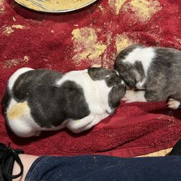 French Bulldog Puppies from Pony Rock Farm