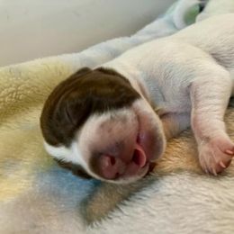 German Shorthaired Pointer Puppies from Legends German Shorthaired Pointers
