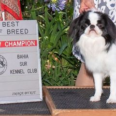 Japanese Chins from Tenchi Japanese Chin