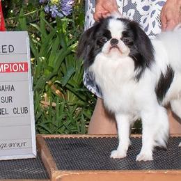 Japanese Chins from Tenchi Japanese Chin