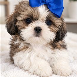 Anthony - Black gold and white male Shih Tzu puppy in Corona, California from Trinity Shihtzu's So Calif