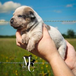 Starla - Red speckled female Australian Cattle Dog puppy in Runnels County, Texas from MC Heelers & Aussies