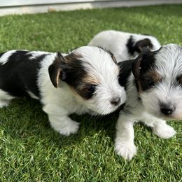 Yorkshire Terrier Puppies from Snacksville Yorkies