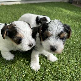 Yorkshire Terrier Puppies from Snacksville Yorkies