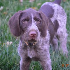 German Wirehaired Pointers from RnRwires