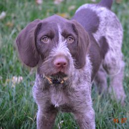 German Wirehaired Pointers from RnRwires