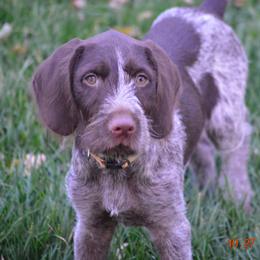 German Wirehaired Pointers from RnRwires
