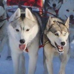 Siberian Huskies from Keahi Siberian Huskies
