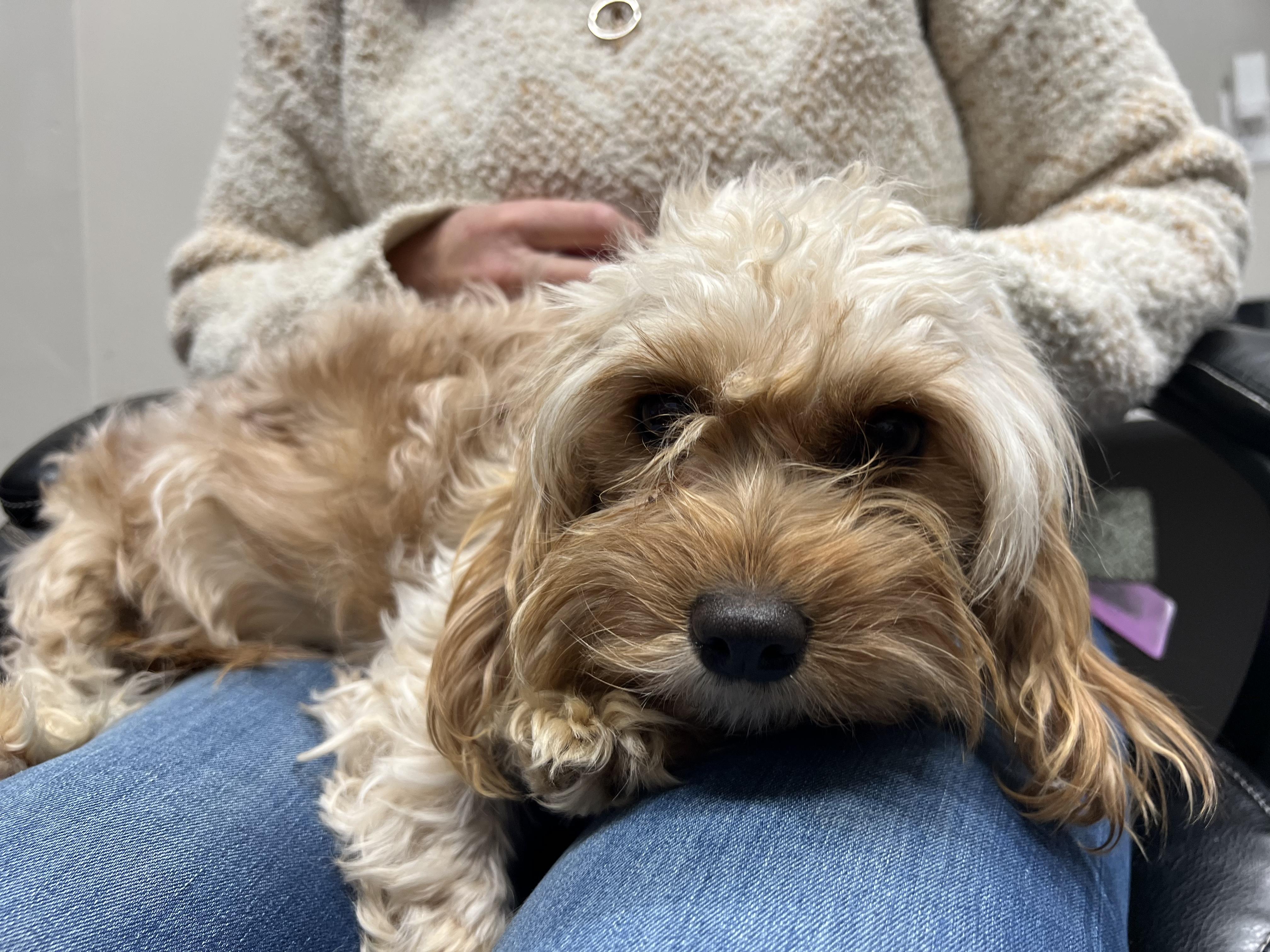 Megan Roach's Cockapoos, Cavapoos and Aussiedoodles in Utah Cavapoo