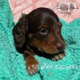 Jack - Chocolate and tan male Dachshund puppy in Huntington, Texas from Camacho_Dachshunds