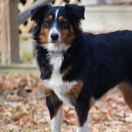 Winnie - Australian Shepherd