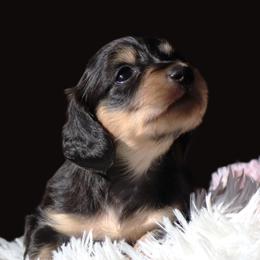 Tessa - Black and cream female Dachshund puppy in Azle, Texas from American Dachshunds