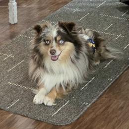 Willy - Toy Australian Shepherd