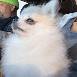 Pomeranian All Grown Up from Polina's Poms