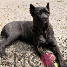 Madison - Black brindle female Cane Corso puppy in Big Stone Gap, Virginia from Montanaro Cane Corsos