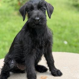 Abigail - Black female Giant Schnauzer puppy in Bois D’arc, Missouri from Down Low Kennels