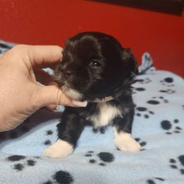 Bully - Black and white male Shichon puppy in Imperial, Missouri from Shichon Teddybear  puppies of Miss
