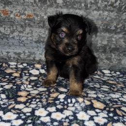 Bear jr - Black tri male Miniature Australian Shepherd puppy in Liberty, Mississippi from Liberty Oaks Aussies and Dachshunds