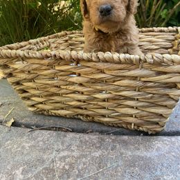 Goldendoodle Puppies from Doodle Devotion