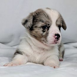 Merle aka Blue - Blue merle and white male American Corgi puppy in Clarksville, Tennessee from Cold Creek Family Farm LLC