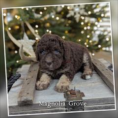 Scarlet Oak - Crimson Collar - female Australian Mountain Doodle puppy in Oxford, Alabama from Magnolia Grove Doodles