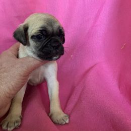 Boy 2 - Fawn male Pug puppy in Brooksville, Florida from Windsorsprings