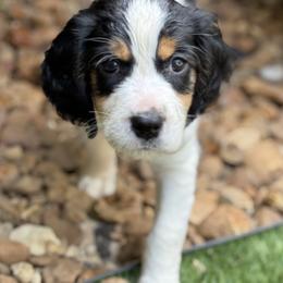 English Springer Spaniel Puppies from Butterfield Trail Farm