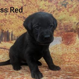 Miss Red - Black female Labrador Retriever puppy in Lebanon, Pennsylvania from Robertson's Retrievers and Doodles