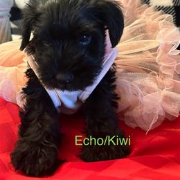(Kiwi)Female 4 - Black female Miniature Schnauzer puppy in Granville, Ohio from Shull Mini Schnauzers