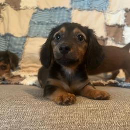 Hershey - Black and tan male Dachshund puppy in Arthur, Illinois from Chupp’s Puppies