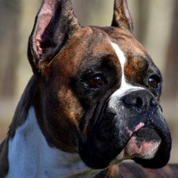 Boxers from Stonewall Boxers