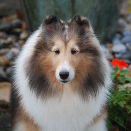 Journey - Shetland Sheepdog