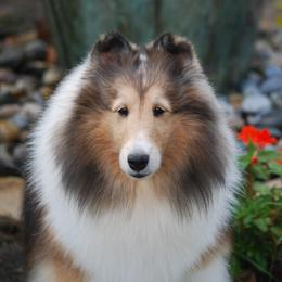 Journey - Shetland Sheepdog