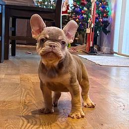 Jack - Tricolors male French Bulldog puppy in Colorado Springs, Colorado from Sun Mountain Frenchies