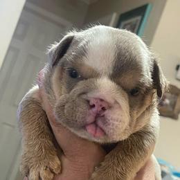 Juice - Lilac tri-color male Bulldog puppy in Seneca, South Carolina from Burrell’s Bulldog Kingdom