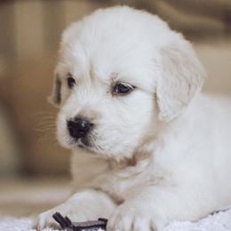 Golden Retriever Puppies from Grace Golden Retrievers
