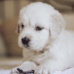 Golden Retriever Puppies from Grace Golden Retrievers