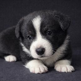 Sid - Black and white male Cardigan Welsh Corgi puppy in Kerens, West Virginia from Leather & Lace