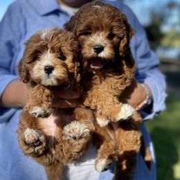 Cavachon, Cavalier King Charles Spaniel, and Cavapoo Puppies from LierChonPoo