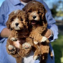 Cavachon, Cavalier King Charles Spaniel, and Cavapoo Puppies from LierChonPoo